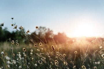 Abstract warm landscape of dry wildflower and grass meadow on warm golden hour sunset or sunrise time. Tranquil autumn fall nature field background. Soft golden hour sunlight at countryside