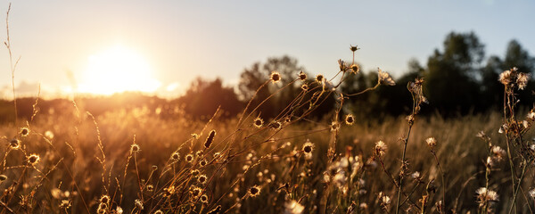 Fototapete Pantone 2025 Mocha Mousse Abstrakte warme Landschaft von trockener Wildblumen- und Graswiese auf warmer goldener Stunde Sonnenuntergang oder Sonnenaufgang. Ruhiger Herbst Herbst Natur Feld Hintergrund. Sanfte goldene Stunde Sonnenlicht Panoramalandschaft  © Kyryl Gorlov