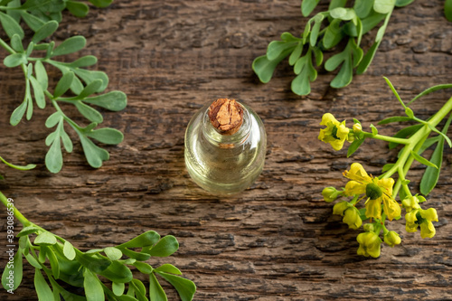 Essential oil bottle with blooming common rue, or Ruta graveolens plant photo