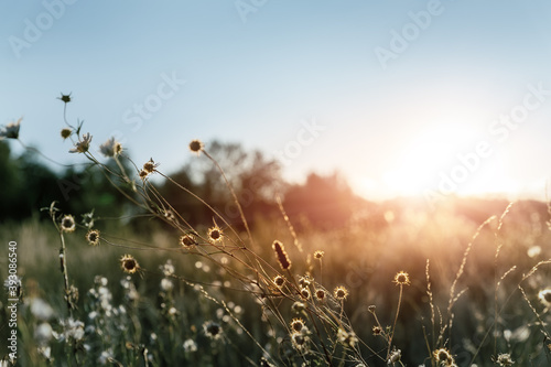 Wallpaper Mural Abstract warm landscape of dry wildflower and grass meadow on warm golden hour sunset or sunrise time