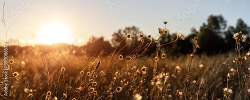 Panel kuchenny z motywem Abstract warm landscape of dry wildflower and grass meadow on warm golden hour sunset or sunrise time. Tranquil autumn fall nature field background. Soft golden hour sunlight panoramic countryside