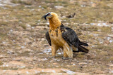 Bearded vulture on ground