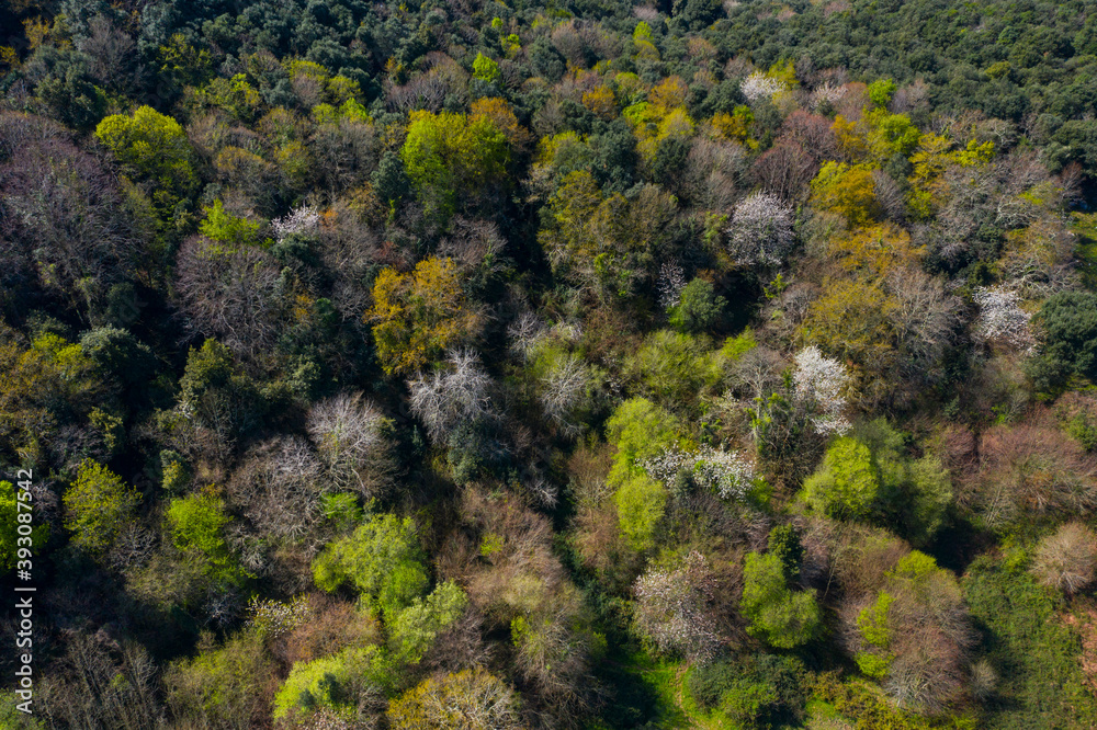 Springtime, Tarrueza, Laredo, Montaña Oriental Costera, Cantabria, Spain, Europe Springtime, Tarrueza, Laredo, Montaña Oriental Costera, Cantabria, Spain, Europe