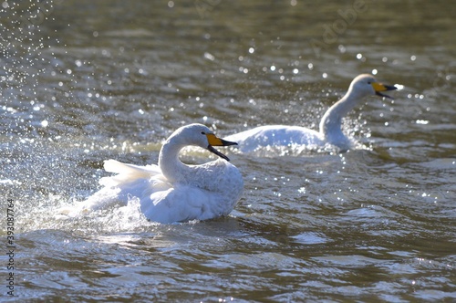 Fototapeta Naklejka Na Ścianę i Meble -  水浴びをする白鳥