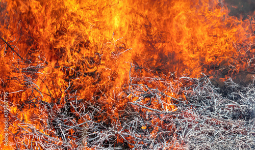 Close-up shot of a forest fire - Fire burning wood in forest