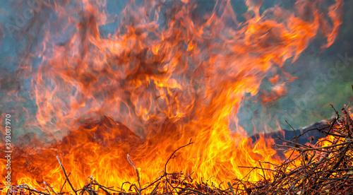 Close-up shot of a forest fire - Fire burning wood in forest
