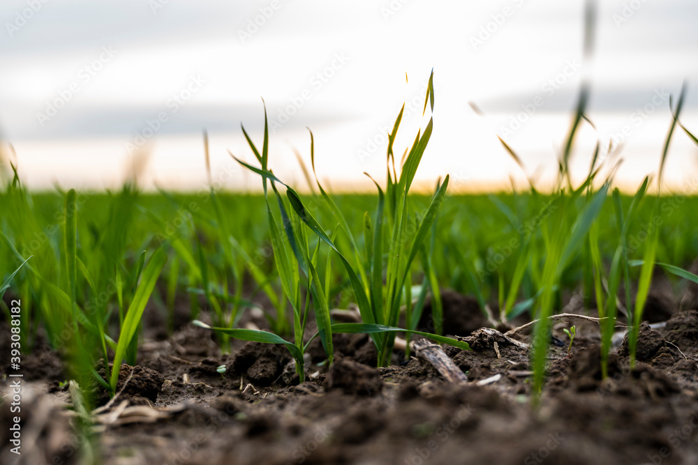 Close up young wheat seedlings growing in a field. Green wheat growing in soil. Close up on sprouting rye agriculture on a field in sunset. Sprouts of rye. Wheat grows in chernozem planted in autumn. Close up young wheat seedlings growing in a field. Green wheat growing in soil. Close up on sprouting rye agriculture on a field in sunset. Sprouts of rye. Wheat grows in chernozem planted in autumn.