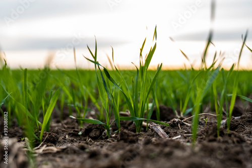 Close up young wheat seedlings growing in a field. Green wheat growing in soil. Close up on sprouting rye agriculture on a field in sunset. Sprouts of rye. Wheat grows in chernozem planted in autumn.