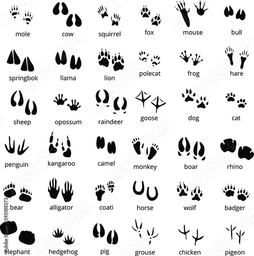Big monochrome set of different animals and birds silhouette tracks with description isolated on white background flat vector illustration