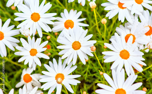 Close-up field of daisy flowers