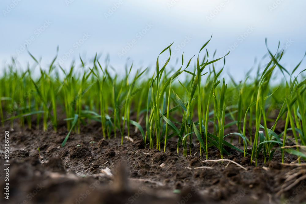 Close up young green wheat seedlings growing in a soil on a field in a sunset. Close up on sprouting rye agriculture on a field in sunset. Sprouts of rye. Wheat grows in chernozem planted in autumn. Close up young green wheat seedlings growing in a soil on a field in a sunset. Close up on sprouting rye agriculture on a field in sunset. Sprouts of rye. Wheat grows in chernozem planted in autumn.