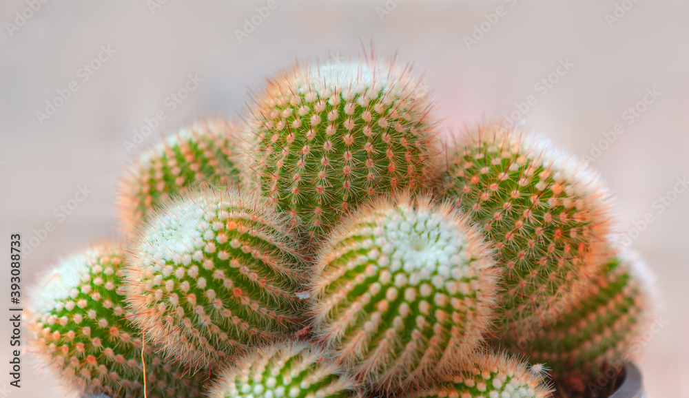 Close-up view of green cactus with sharp yellow needles Close-up view of green cactus with sharp yellow needles