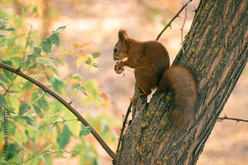 The squirrel sits on a tree and gnaws a nut