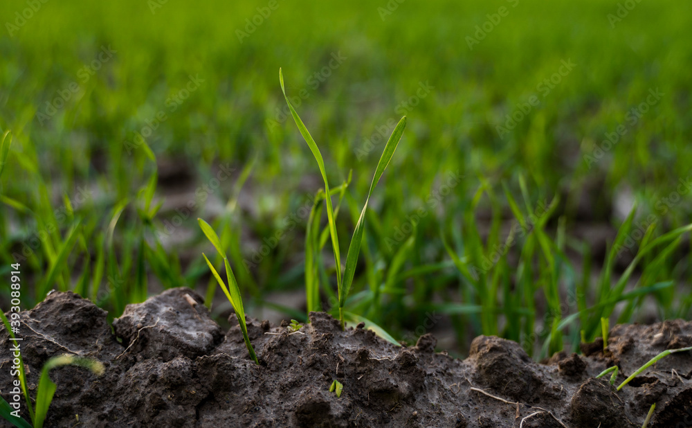 Close up young green wheat seedlings growing in a soil on a field in a sunset. Close up on sprouting rye agriculture on a field in sunset. Sprouts of rye. Wheat grows in chernozem planted in autumn. Close up young green wheat seedlings growing in a soil on a field in a sunset. Close up on sprouting rye agriculture on a field in sunset. Sprouts of rye. Wheat grows in chernozem planted in autumn.