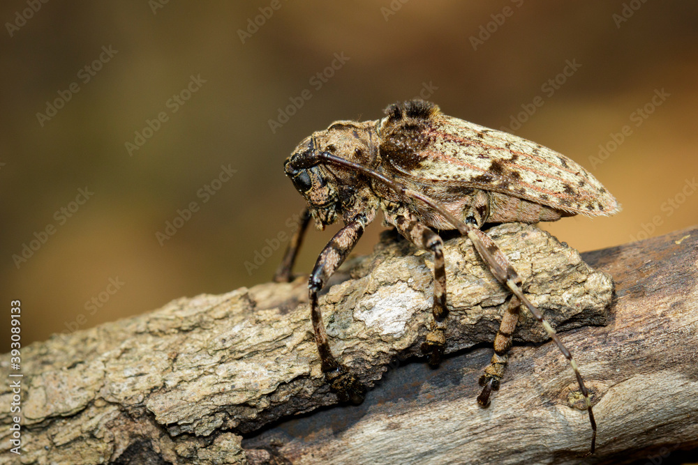 Image of Cerambycidae bug (Moechotypa suffusa) on branch on natural background. Insect. Animal. Image of Cerambycidae bug (Moechotypa suffusa) on branch on natural background. Insect. Animal.