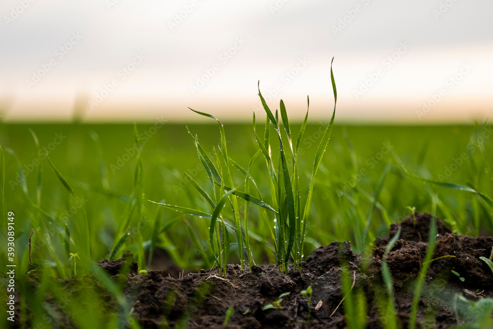 Close up young green wheat seedlings growing in a soil on a field in a sunset. Close up on sprouting rye agriculture on a field in sunset. Sprouts of rye. Wheat grows in chernozem planted in autumn. Close up young green wheat seedlings growing in a soil on a field in a sunset. Close up on sprouting rye agriculture on a field in sunset. Sprouts of rye. Wheat grows in chernozem planted in autumn.