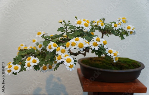 White and yellow chrysanthemum bonsai tree inside a ceramic pot