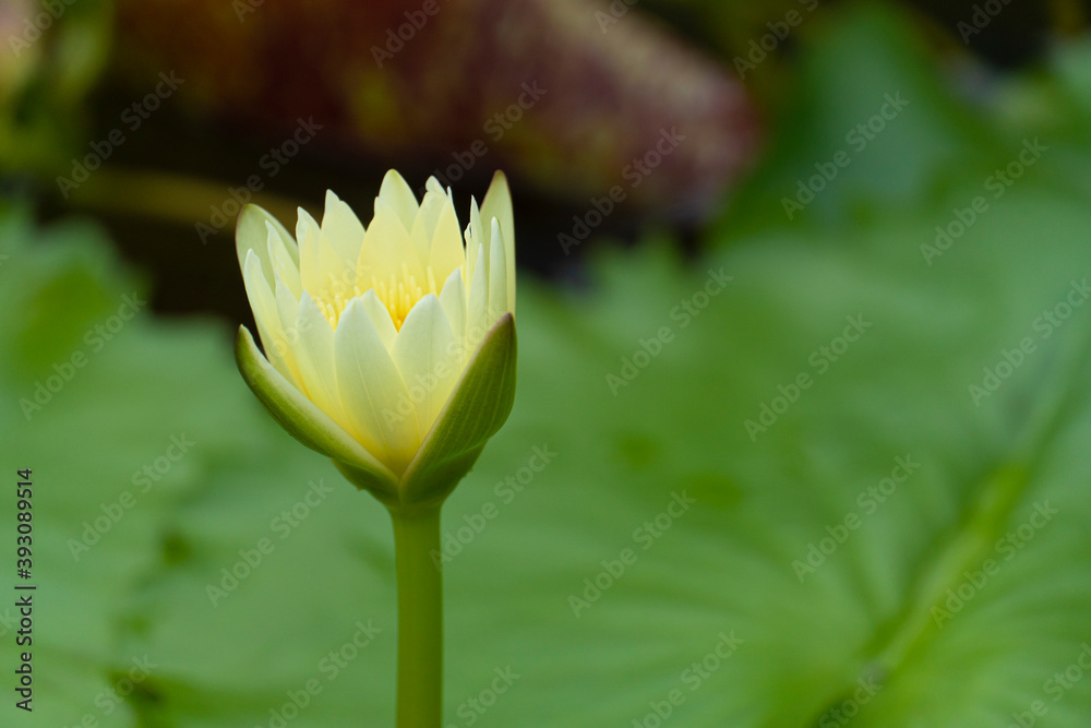 Yellow lotus flowers bloom above the water surface Yellow lotus flowers bloom above the water surface