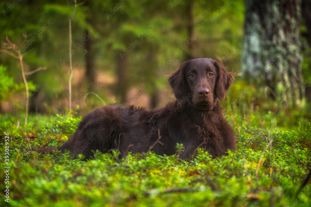 Beautiful grown-up chocolate flat-coated retriever in nature. Beautiful grown-up chocolate flat-coated retriever in nature.