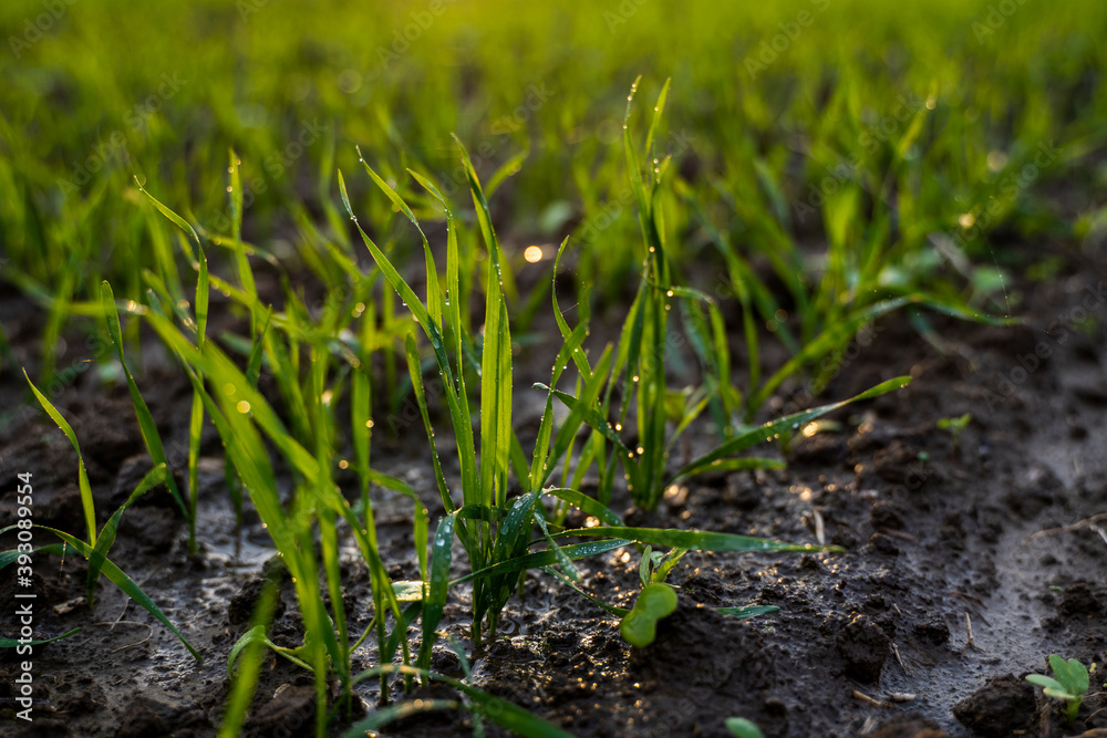 Close up young green wheat seedlings growing in a soil on a field in a sunset. Close up on sprouting rye agriculture on a field in sunset. Sprouts of rye. Wheat grows in chernozem planted in autumn. Close up young green wheat seedlings growing in a soil on a field in a sunset. Close up on sprouting rye agriculture on a field in sunset. Sprouts of rye. Wheat grows in chernozem planted in autumn.