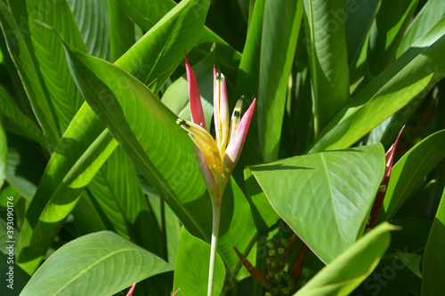 one isolated heliconia blossom with yellow and red petals in the bush in sunny day