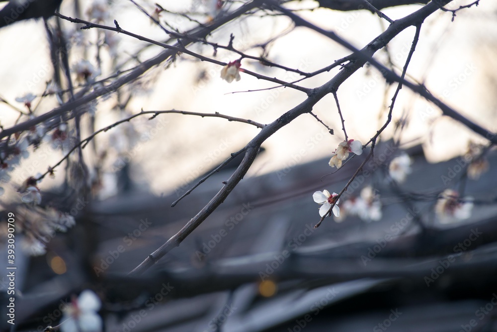 Branch with white flower on a sunset background Branch with white flower on a sunset background
