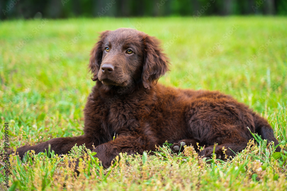 Beautiful little playful puppy of a brown flat-coated retriever. Beautiful little playful puppy of a brown flat-coated retriever.