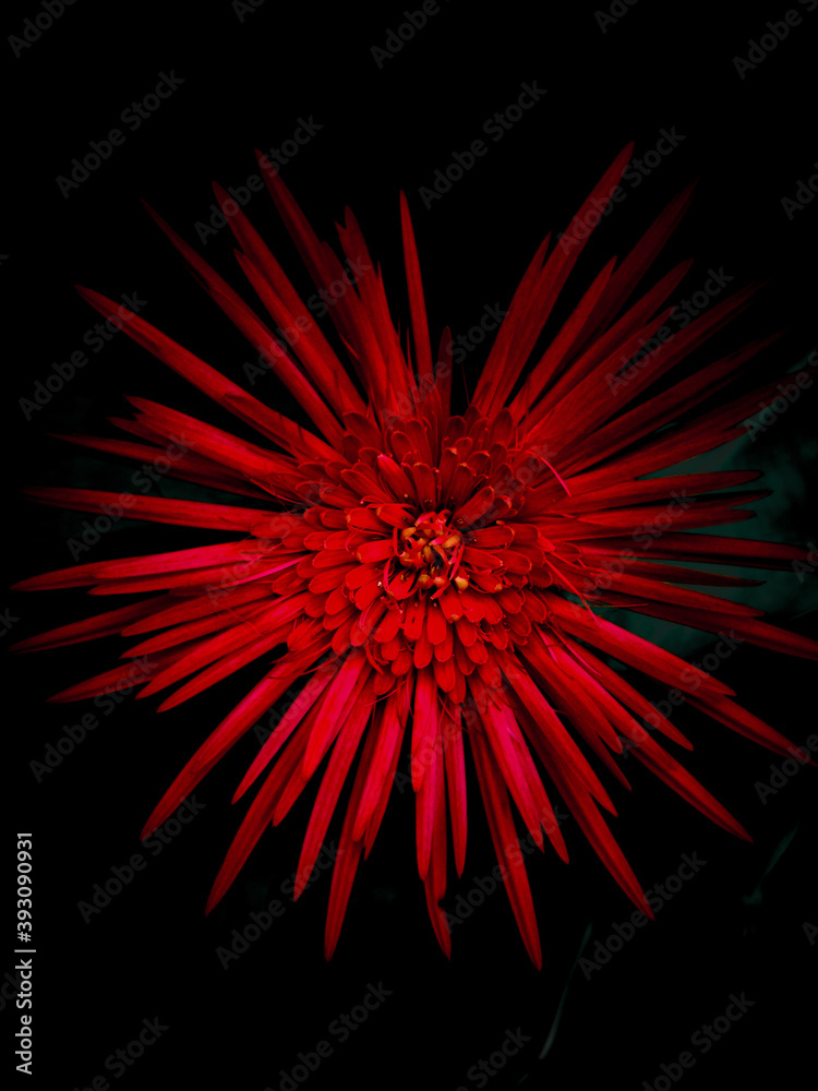 Red Flower Red Flower