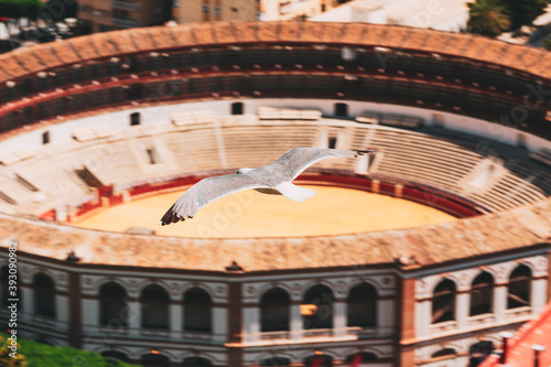 Malaga, Spain. Seagull flying over Plaza de Toros de Ronda bullring in Malaga, Spain. La Malagueta is the bullring. Close Up