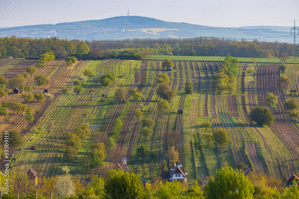 Obraz premium Spring vineyard near Mutenice, Southern Moravia, Czech Republic