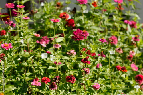 Wallpaper Mural Lila Zinnien, Blüte, Deutschland, Europa Torontodigital.ca