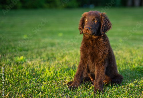 Fototapeta Naklejka Na Ścianę i Meble -  Beautiful little playful puppy of a brown flat-coated retriever.