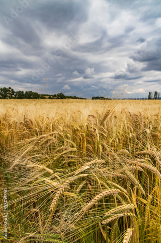 Rye sown just before the harvest  Western Bohemia  Czech Republic