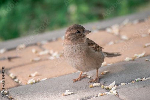 sparrow sitting on the pavement