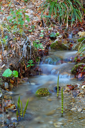 Fototapeta Naklejka Na Ścianę i Meble -  stream in autumn forest