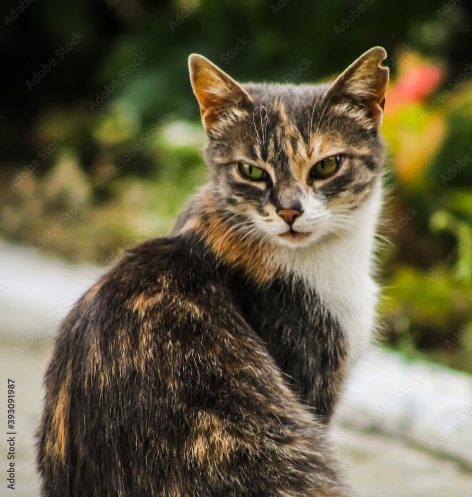 serious cat serious cat