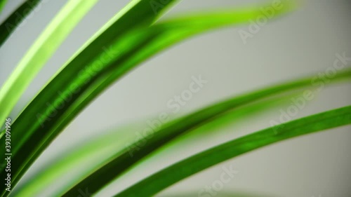 fresh green pandan leaves isolated on white background, Asian herbs