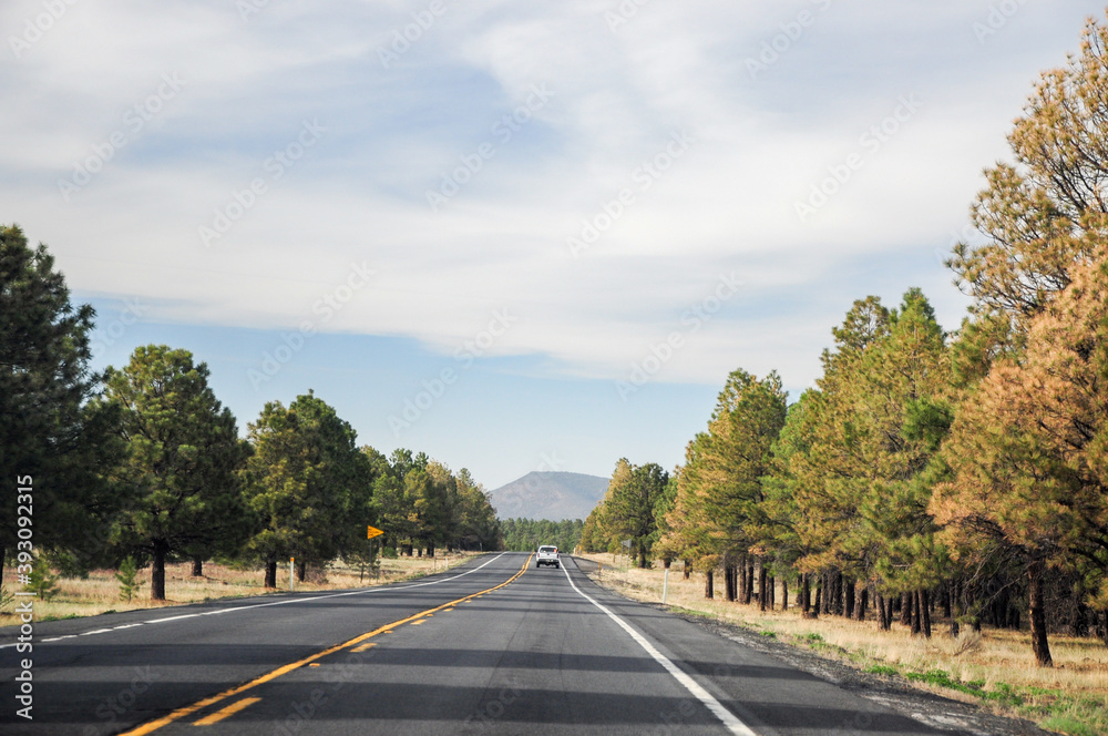 Fototapeta premium Very straight road going towards Grand Canyon National Park, with some clouds on the horizon and nice green trees on each side of the road.