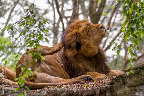Portrait of a lion scratching its head on a forest
