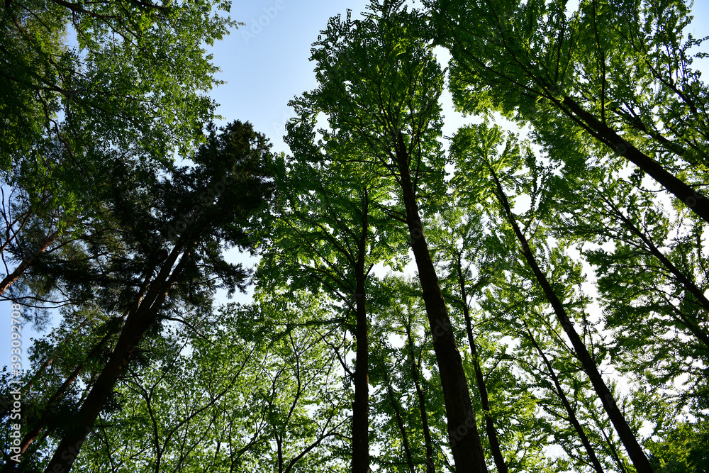Fototapeta premium 木々を見上げた風景