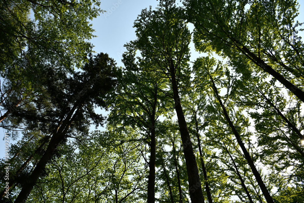 Fototapeta premium 木々を見上げた風景