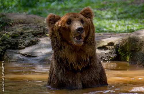 Brown bear looking confused on a pond 