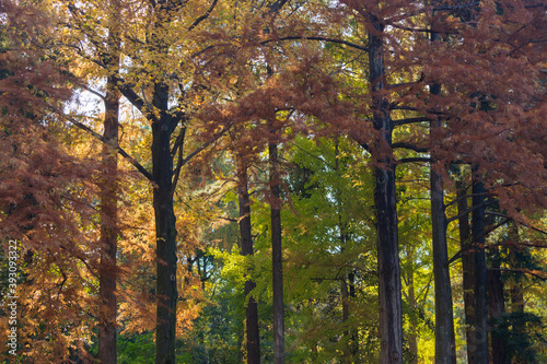 秋の公園の静かな森の風景