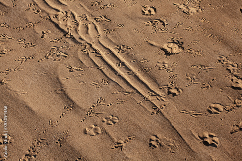 Animal footprints in the sand