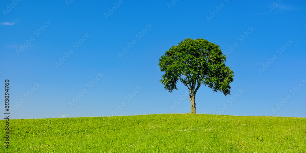 Single Tree In Rural Area - Single tree on a hill in a rural area in summer.