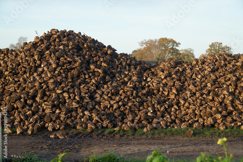 A pile of just harvested sugar beet at the roadside waiting to be transported to the factory