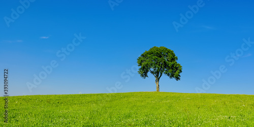 Single Tree In Rural Area - Single tree on a hill in a rural area in summer.