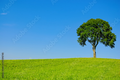 Single Tree In Rural Area - Single tree on a hill in a rural area in summer.