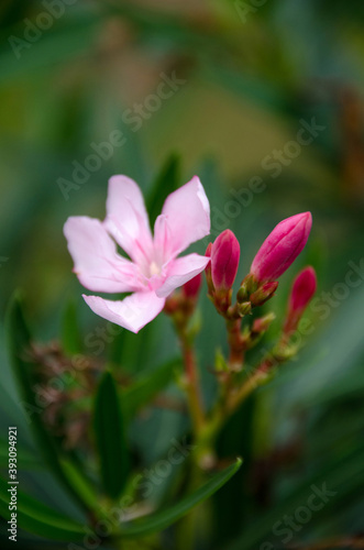 Blooming Pink Oleander flowers (Oleander Nerium) close up. Selective focus.