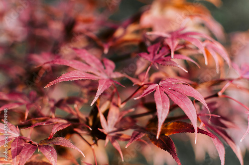 Closeup of purple leaves on blurred background photo